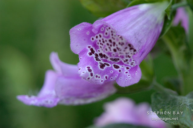 Foxglove, Digitalis.