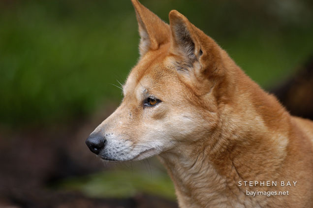Profile view of a Dingo. Canis familiaris dingo. Australian wild dog.