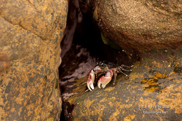Striped shore crab at Point Lobos.