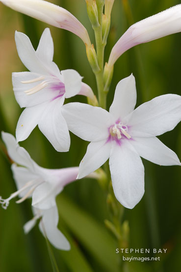 Watsonia pyramidata.
