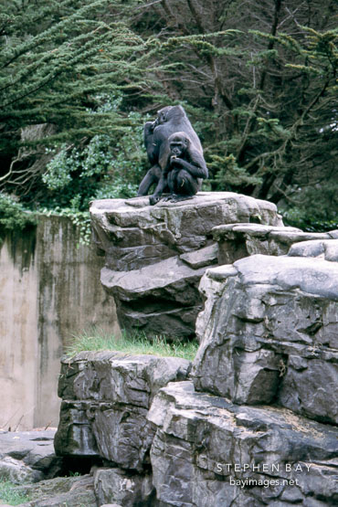 Western lowland gorilla. Gorilla gorilla gorilla. San Francisco Zoo, California.