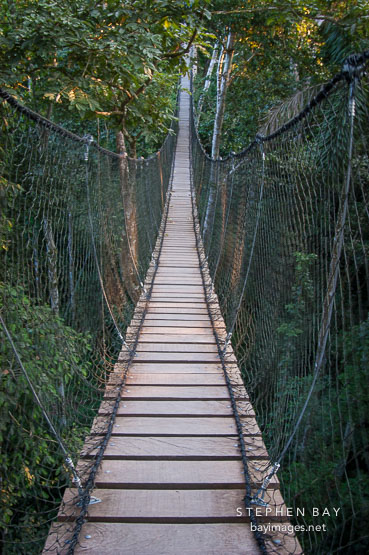 Jungle canopy bridge. Amazon, Peru