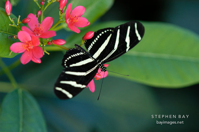Zebra longwing. Heliconius charitonia.