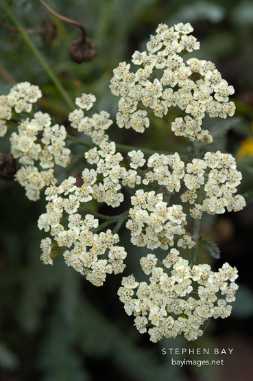 Achillea anthea, Yarrow.