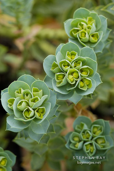 Euphorbia myrsinites.