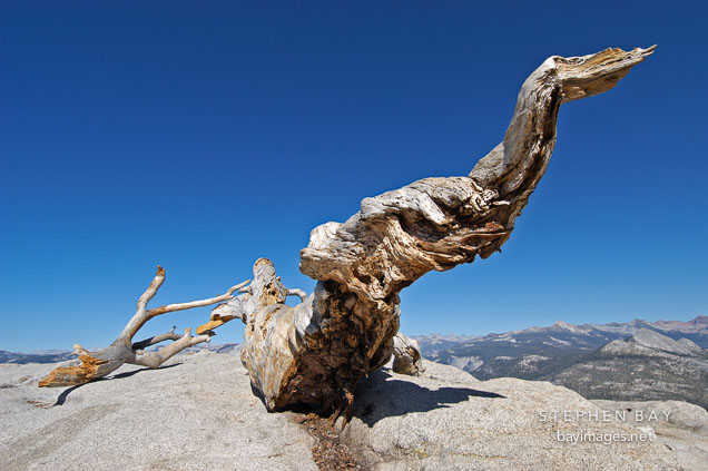 Jeffrey Pine on Sentinal Dome. Yosemite NP, California, USA.