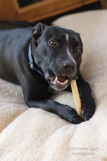 Chiqui, a mixed dog with Labrador retriever and American Pit Bull Terrier ancestry, uses a chew toy.