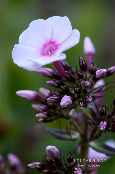 Phlox paniculata 'fairest one'.