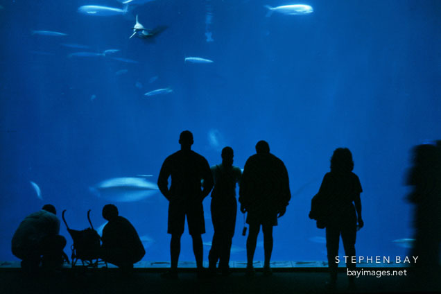 Silhouette of visitors in front of a large tank. Monterey Aquarium, Monterey, California.