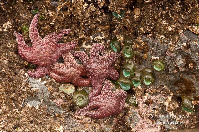 Starfish and sea anemones at Bandon beach.