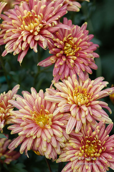 Yodogimi (single & semi-double).  Chrysanthemum (Dendranthema).