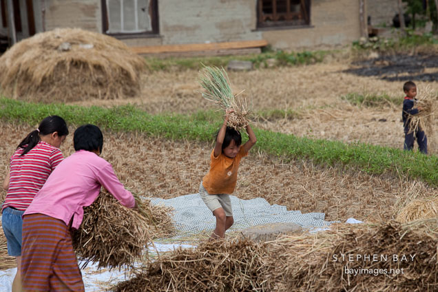 Young girl threshing rice. Sopsokha, Butan.