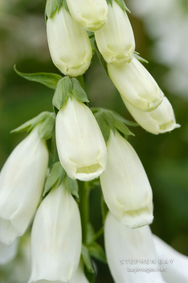 Foxglove digitalis.