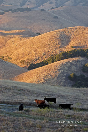 Free ranging cattle at sunset. Mission Peak, Fremont, California, USA.