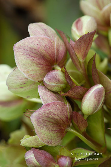 Helleborus x sternii.