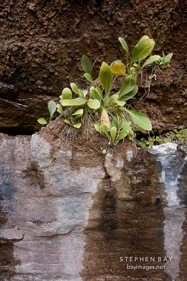 Vegetation growing in the rock face at lower Emerald Pool. Zion NP, Utah.