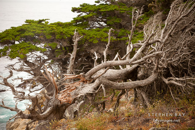 Fallen cypress tree at the Allan Memorial Grove. Point Lobos, California.