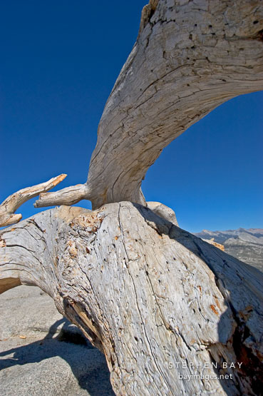 Fallen Jeffrey Pine on Sentinal Dome. Yosemite National Park, California, USA.
