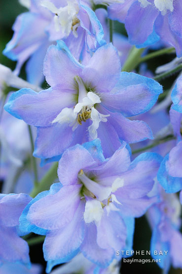 Pacific giant delphinium