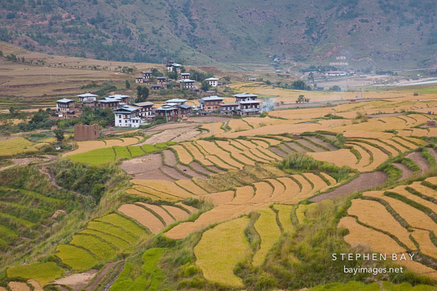 Rice fields and farmhouses in Punakha.