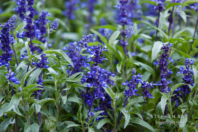 Salvia farinacea. 'Blue Victoria'.