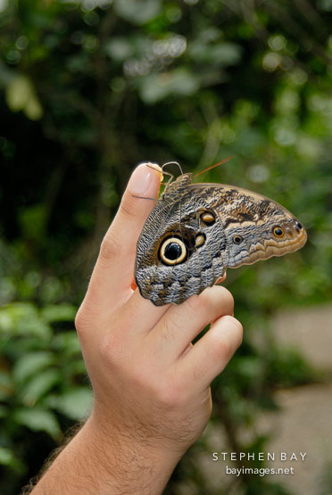 Caligo Memnon. Tawny Owl Butterfly, Memnon's Owl. Monteverde, Costa Rica.