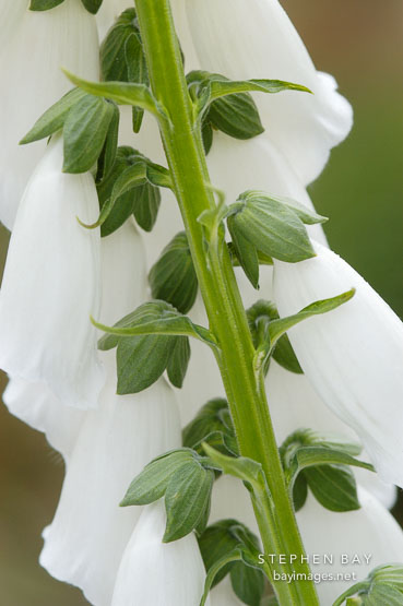 Foxglove digitalis.