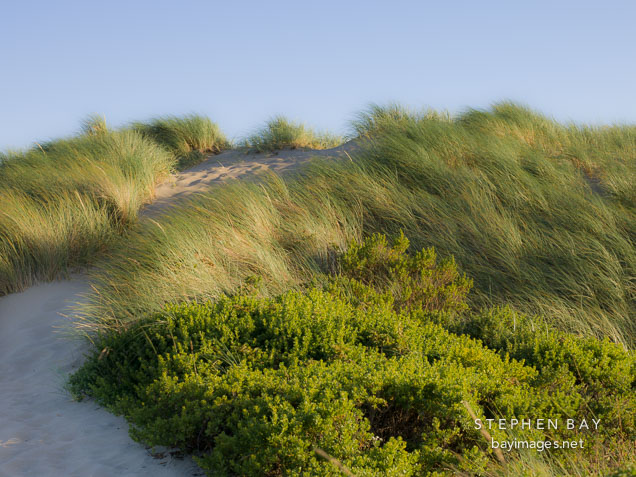 Blowing grasses at Limantour beach. Point Reyes, California.
