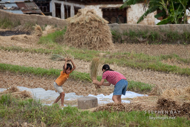 Mother and daughter threshing rice by beating the stalks against a tree trunk. Sopsokha, Bhutan.
