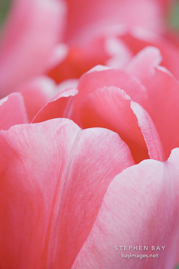 Tulip 'Pink impression', Tulipa