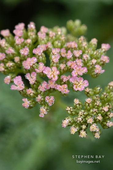 Achillea millifolium 'Heidi'.