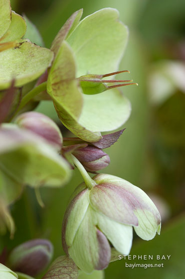 Helleborus x sternii.