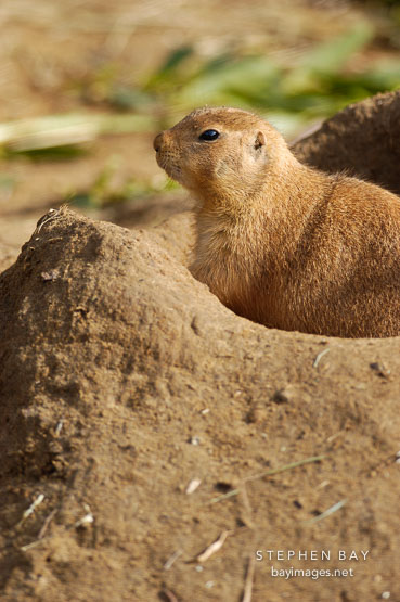 Black-tailed Prairie Dog, Cynomys ludovicianus.