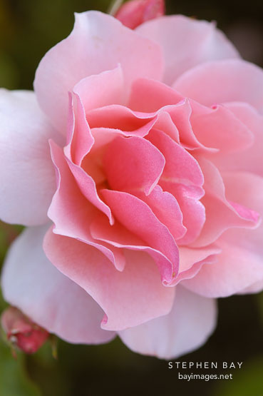 Rose 'duet'. Rosa.