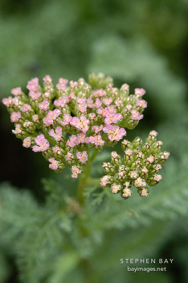 Achillea millifolium 'Heidi'.