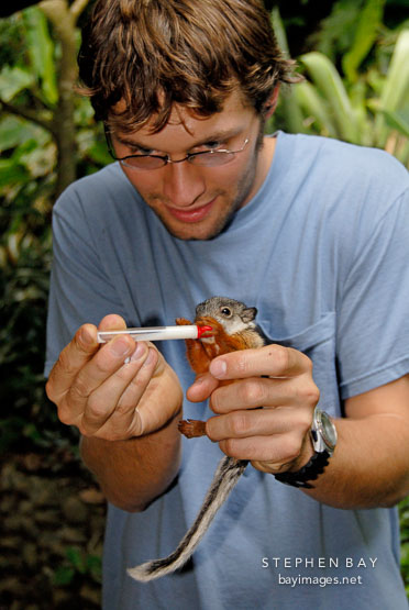 Nursing a baby variegated squirrel. Monteverde, Costa Rica.
