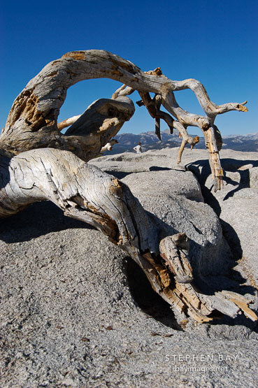 Fallen Jeffrey Pine on Sentinal Dome. Yosemite National Park, California, USA.