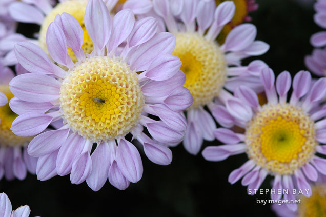 Lullaby (anemone).  Chrysanthemum (Dendranthema).