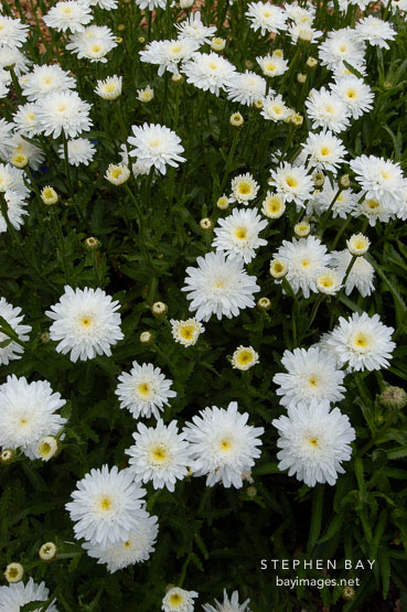Chrysanthemum maximum, 'Aglaya'.
