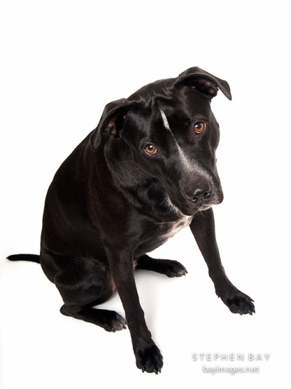 Chiqui, a Labrador Retriever and Pit Bull Terrier mixed dog.