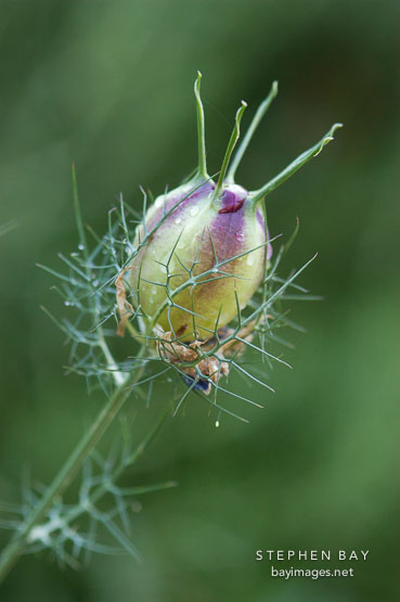 Nigella damascena. Nigella; Love-in-a-mist.