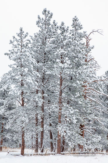 Pine trees in Chautauqua Park covered in snow. Boulder, Colorado.
