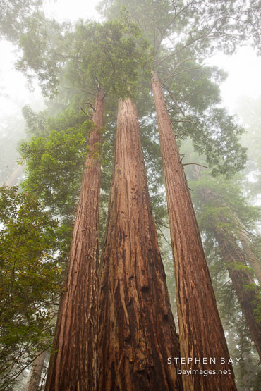 Towering redwoods. Redwood NP, California.
