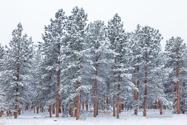 Stand of pine trees. Winter in Chautauqua Park, Boulder, Colorado.
