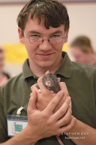 Volunteer Justin Harvey holds a pet rat. The Wonderful World of Rats, San Mateo, California, USA.