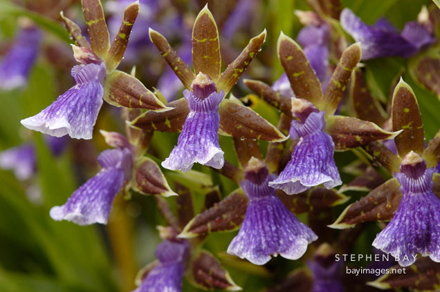 Zygopetalum. Orchidaceae.