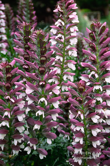 Acanthus spinosus. Bear's breeches.