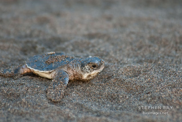 Baby turtle crawls over the sand. Atlantic Green Sea Turtle. Tortuguero, Costa Rica.