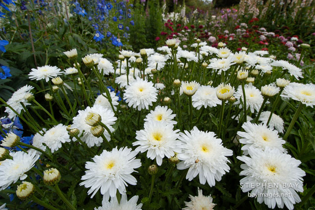 Chrysanthemum maximum, 'Aglaya'.