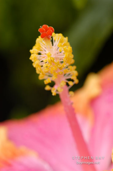 Hibiscus stamen.